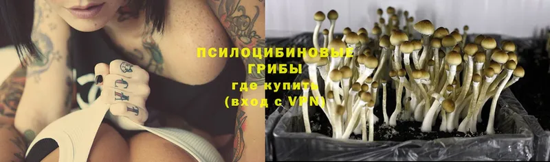 это какой сайт  магазин продажи наркотиков  Емва  Галлюциногенные грибы Cubensis 